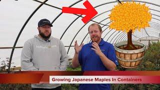 How To Grow Japanese Maples In Containers | Gardening 101 |