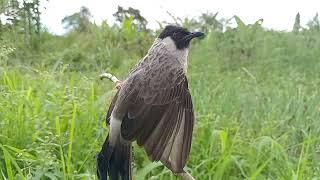 SUARA BURUNG KUTILANG MEMANGGIL LAWAN.. Kutilang Ribut Beraksi.