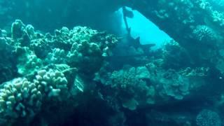 Diving Mala Wharf in Maui