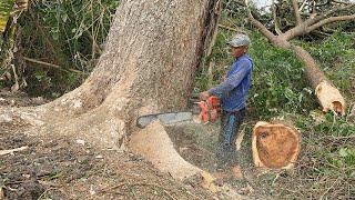 Draining Energy ‼️ Cut down the old trembesi tree across the river.