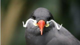 TOP 10 Creepy and Funny Looking Birds in the world