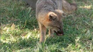 Esotouric visits with Island Foxes on Santa Cruz