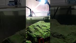 Daily share ZETLIGHT ufo f8 #biotope#biotopeaquarium#aquascape #Biotope Aquaristics #Rivertank#