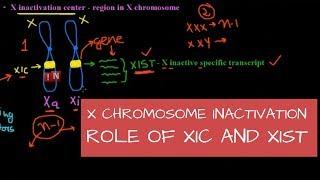 X Chromosome Inactivation – Mechanism – Role of XIC and XIST