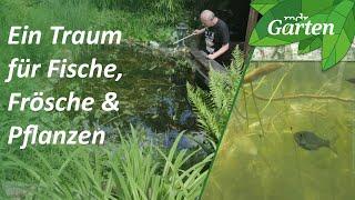 Traumgarten mit Fröschen und Fischen: Im Gartenteich die Natur betrachten | MDR Garten