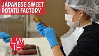 Making Hoshi-imo at a Japanese Sweet Potato Factory