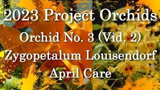 2023 Project Orchids - Zygopetalum Louisendorf (Vid 2)