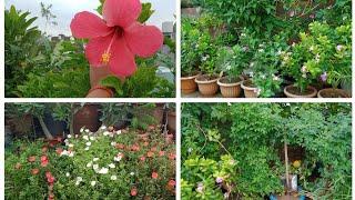 September garden overview. #terracegarden #hellohome #gardening #gardentour #gardenlover #flowers