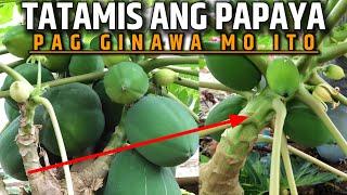 GANITO ANG GINAGAWA KO PARA TUMAMIS ANG PAPAYA | D' GREEN THUMB