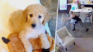 Pet Sitter Throws 10-Week-Old Puppy