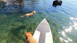 Blue and Honey get in Trouble at the Pool