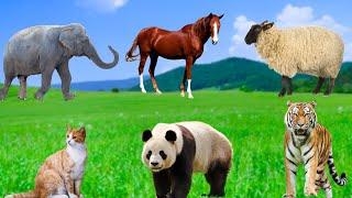 Adorable animals - Elephants, horses, tigers, sheep, pandas, parrots, cats - Animal moments