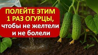 Полейте этим раствором огурцы — забудьте про пожелтевшие листья и болезни! Секретный рецепт