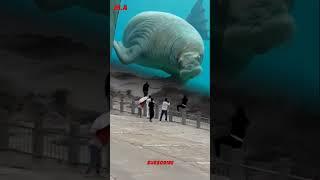 kuda laut besar