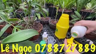 Rong nhiều gây hại cho cây , Lê Ngọc chia sẽ cách sử lý và giữ môi trường sạch cho vườn