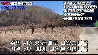 #452 의성가음부동산 계곡안 전망좋은계곡물철철 1557평 (당8.8만) 전기가능 잘관리된 수익율높은 대추밭 급매 완전싼가격 #의성부동산#의성땅#싼땅#자연인