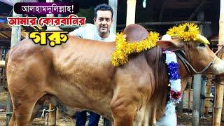 আলহামদুলিল্লাহ! আমার কোরবানির গরু! ভোররাতে কিনে ফেললাম! গাবতলী গরুর হাট 2023