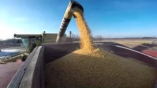 Ground Hog Day Corn Harvest