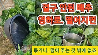 결구 안된 배추 묶거나/덮는 수 밖에 방법 없습니다 #배추 #김치 #김장