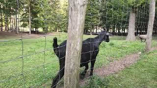 Ziege Wald Wandern Niederösterreich Streichelzoo Wildgehege Tiere Naturpark Wildpark Hohe Wand