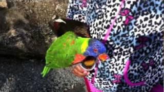 Beautiful Rainbow Lorikeet Feeding with special guest a "Dusky Lory"