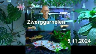 Garnelenzucht Rundblick im Aquariumzimmer mit den Zwerggarnelen. Aktuelle Lage des Geschehen