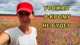 Сбор клубники 29 май 2025