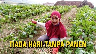 ENAKNYA JADI PETANI SETIAP HARI PANEN