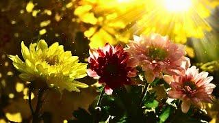 The Beauty of Chrysanthemums in Autumn | Sunset Serenity with Calm Piano Music