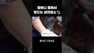 할머니 품에서 잠드는 새끼염소 #shorts I 섬마을할매 시즌 1 초도편