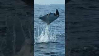 Spotted Eagle Ray