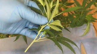 How to clone a cannabis plant. Fast and easy!
