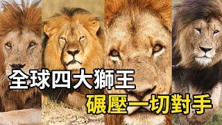 四大傳奇獅王，以強悍武力，統治草原無敵手！ #nature #wildlife #animal