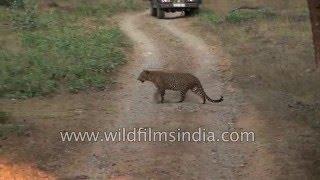 Leopard on the prowl, in the Indian jungle