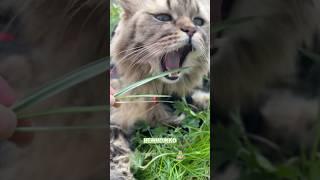 И еще вкусняшки #котики #юмор #котик #cat #shorts #смешныекоты