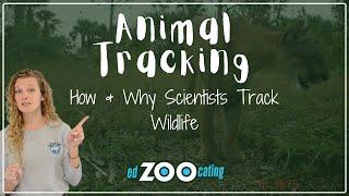 Animal Tracking | How Scientists Track Wildlife | EdZOOcating Adventures