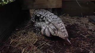 'Creepy find': Port St. Lucie couple have encounter with tegu lizard