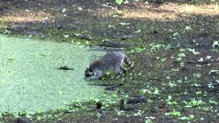 Raccoon Fishing