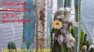 Pilosocereus pachycladus 'Blue Columnar Cactus' Bud to Bloom #cactus #cacti #cactuscollection