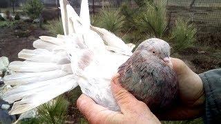 Николаевские голуби.  Мраморные