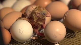 Hatching Eggs | Farm Raised With P. Allen Smith