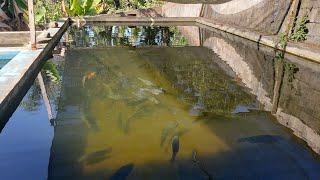 Com ter um lago em casa com água cristalina,  gastando pouco dinheiro.