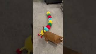 Brother loves big toys and he cannot lie… #dog #dogtoys #playtime #boomer #corgi #chiweenie