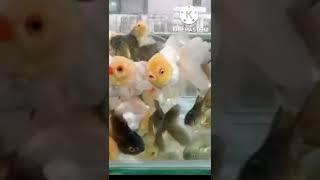 Koki Oranda Warna Putih Dan Hitam