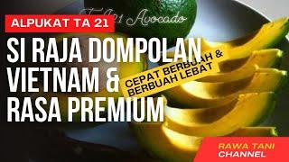 Alpukat TA 21 !!! Alpukat Premium, Berbuah Lebat di Dataran Rendah I Rawa Tani