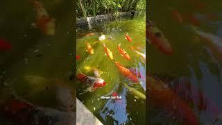 Explore the Lush Miami Beach Botanical Garden (Free Entry!)