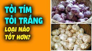 Mua tỏi vỏ tím hay tỏi vỏ trắng tốt hơn? Sự thật về công dụng mà nhiều người không biết