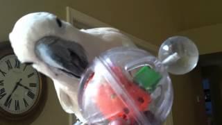 BirdSupplies.com mascot, Peachy, demonstrates the Buffet Ball Foraging Bird Toy