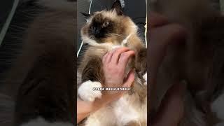 Вот почему кошки полезны!
