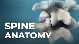 Spine Anatomy | @Atlantic Spine Center
